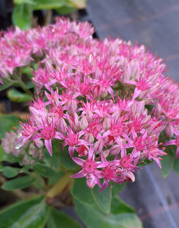 Sedum spectabile 'Carl'  Hohes Fettblatt