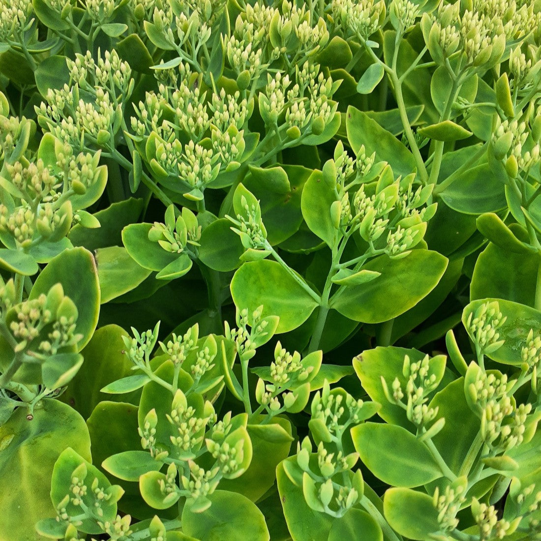 Sedum spectabile 'Rosenteller' – Prächtiges Garten-Fettblatt