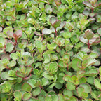 Sedum spurium 'Voodoo'