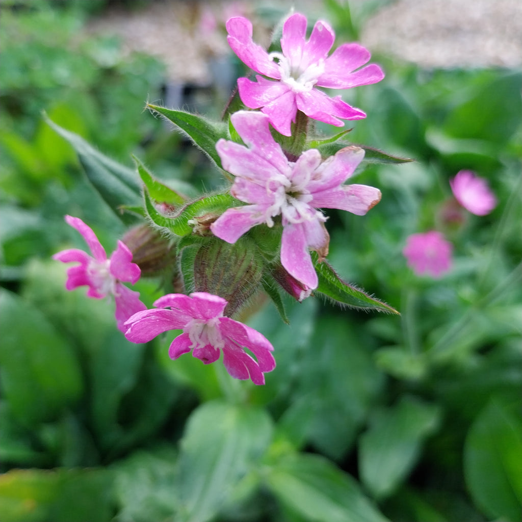 Silene dioica Rotblühende Lichtnelke