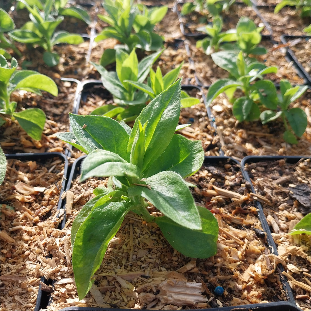 Silene sieboldii 'Fire Dragon Golden Orange'