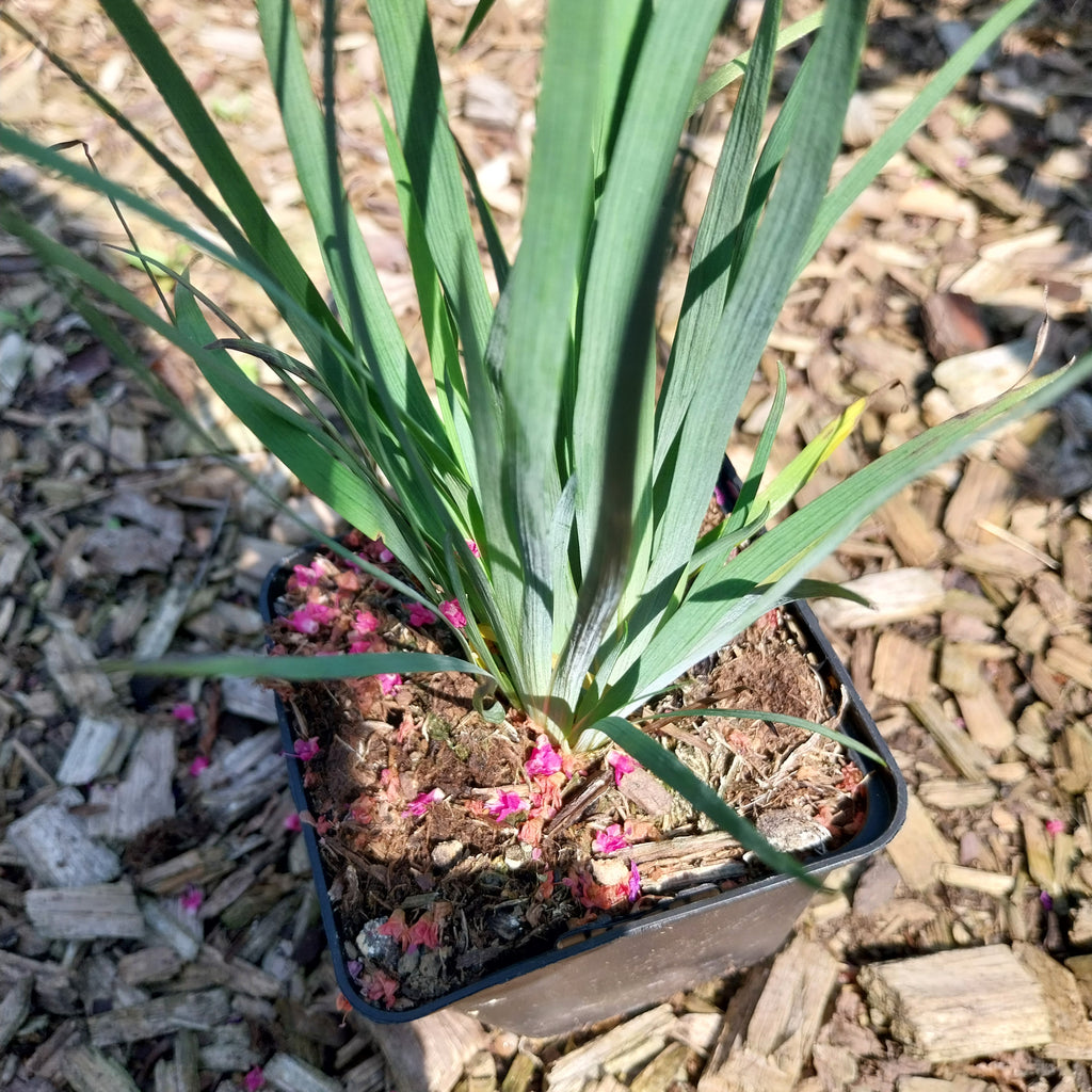 Sisyrinchium idahoense var. macounii 'Moody Blues' Binsenlilie
