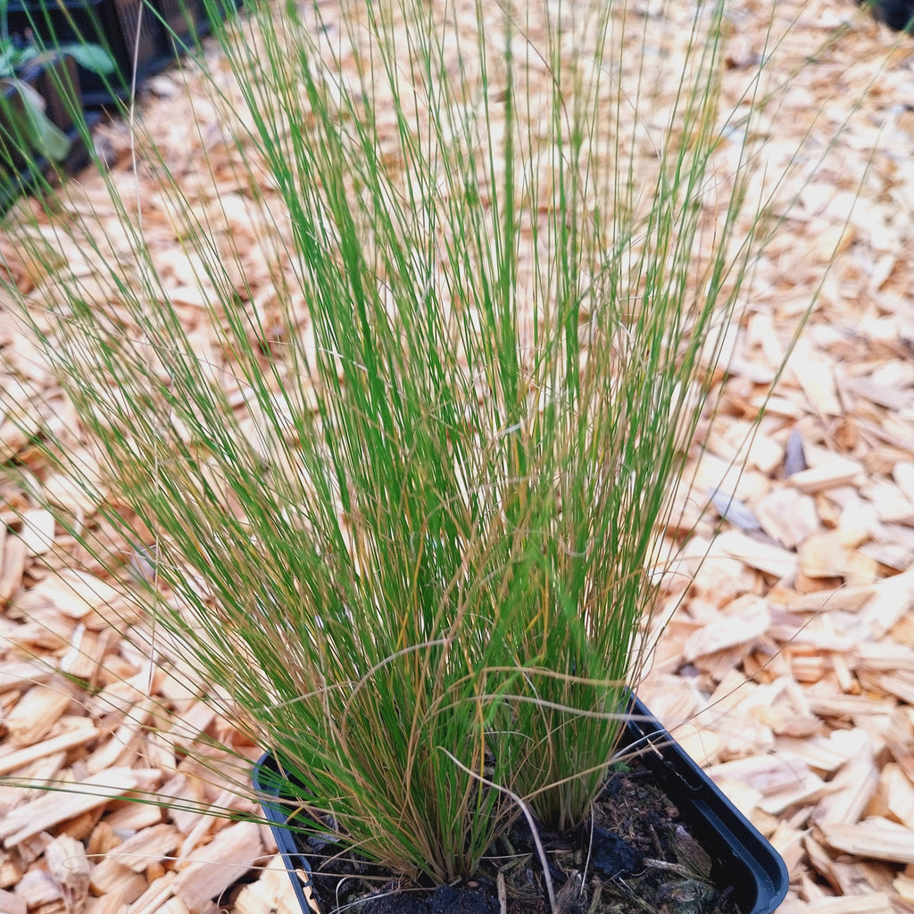 Stipa tenuissima 'Ponytails'