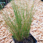 Stipa tenuissima 'Ponytails'
