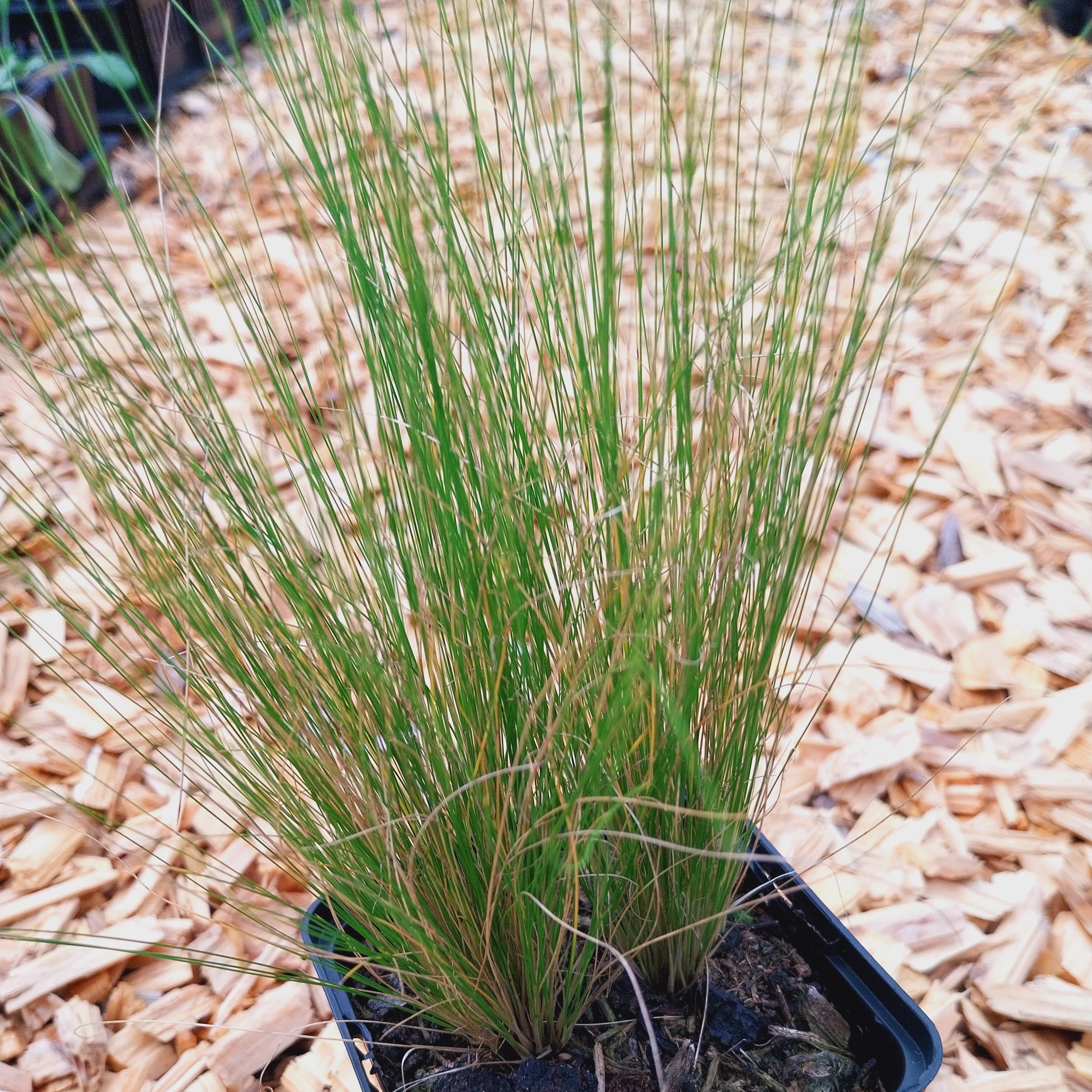 Stipa tenuissima 'Ponytails'