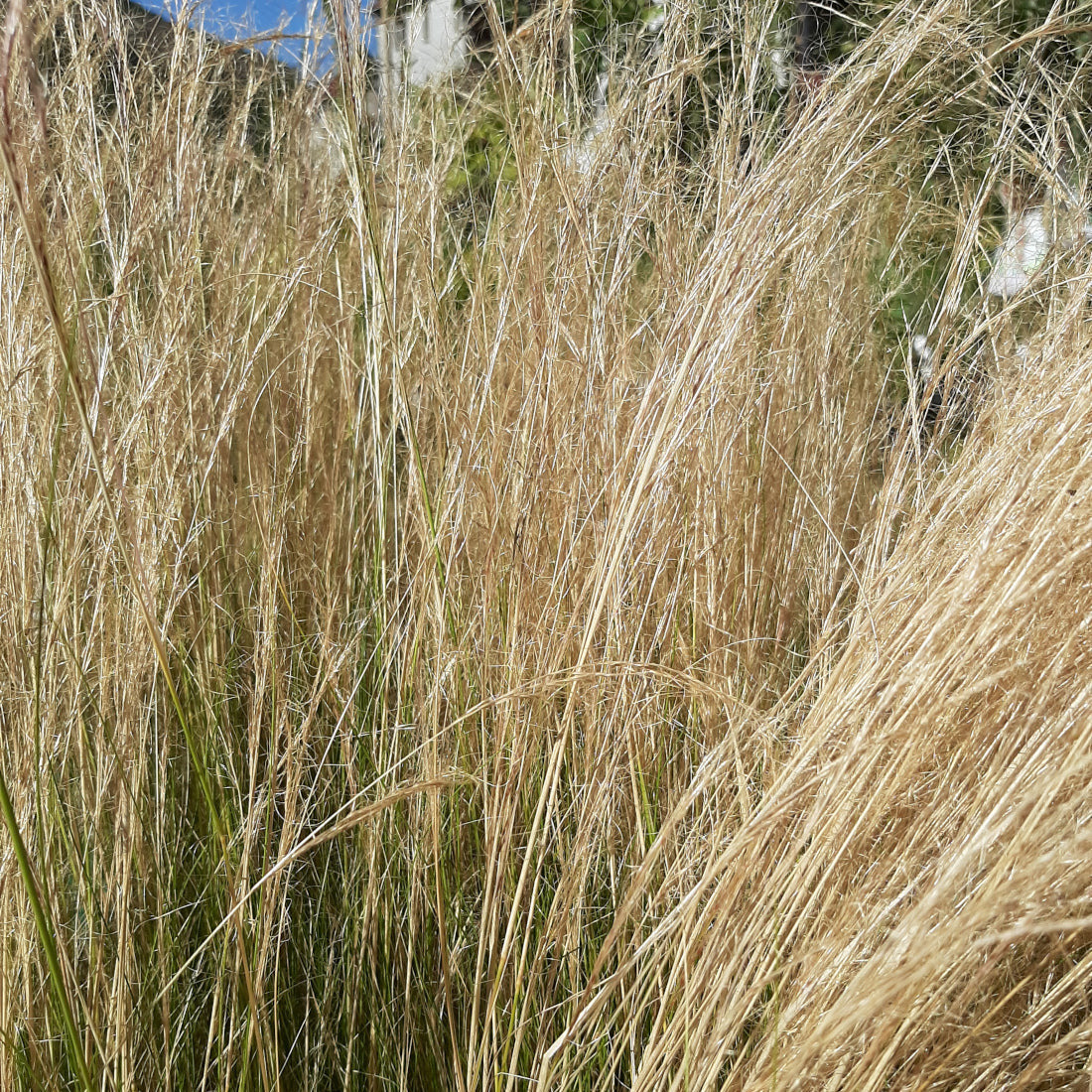 Stipa tenuissima 'Ponytails'