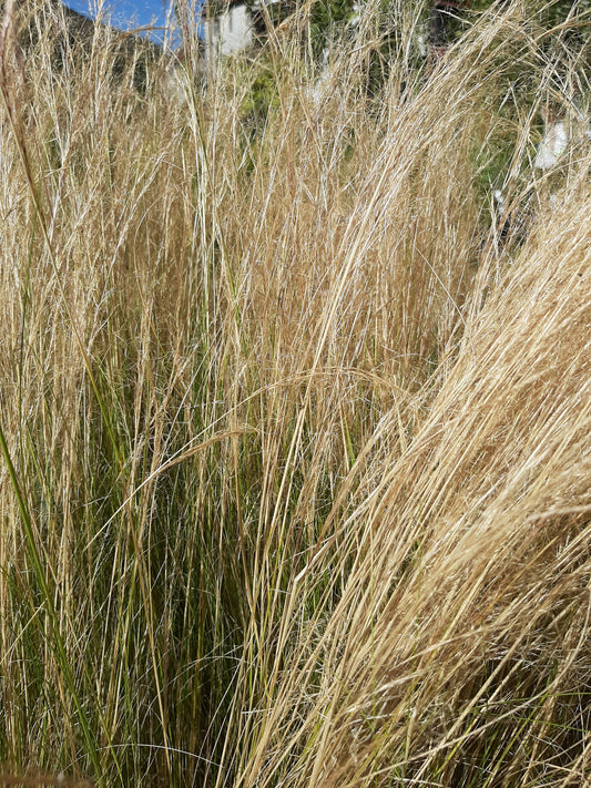 Stipa tenuissima 'Ponytails' Zartes Federgras