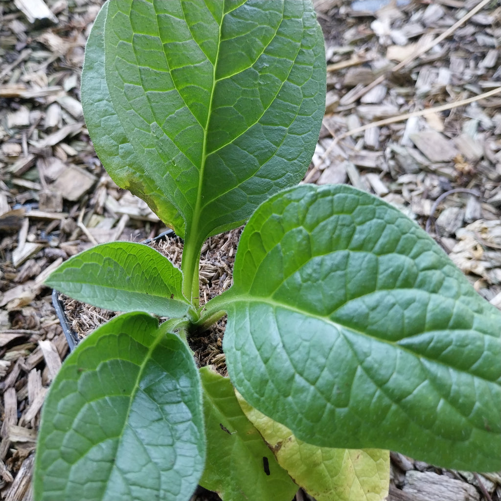 Symphytum officinale  Gewöhnlicher Beinwell