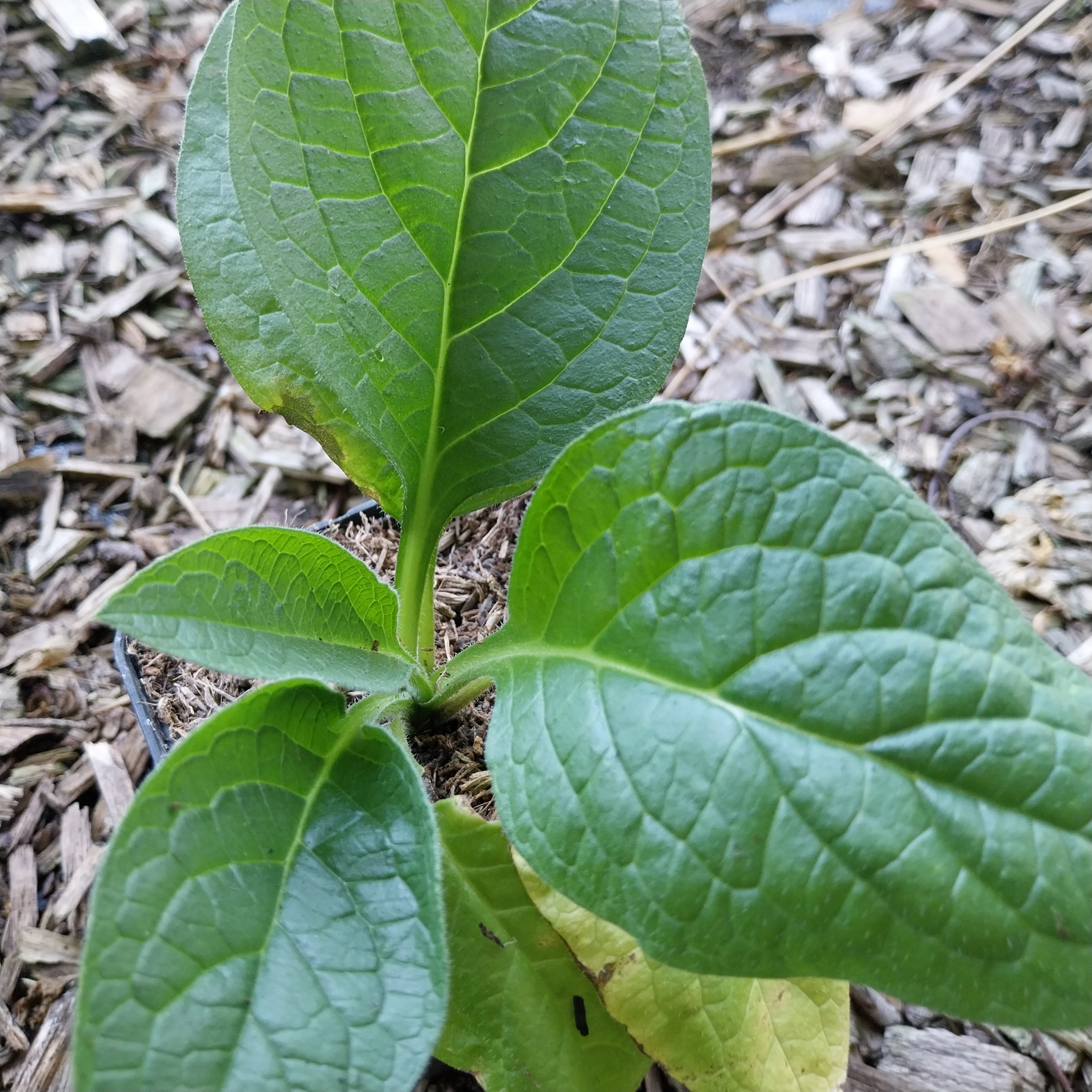Symphytum officinale  Gewöhnlicher Beinwell