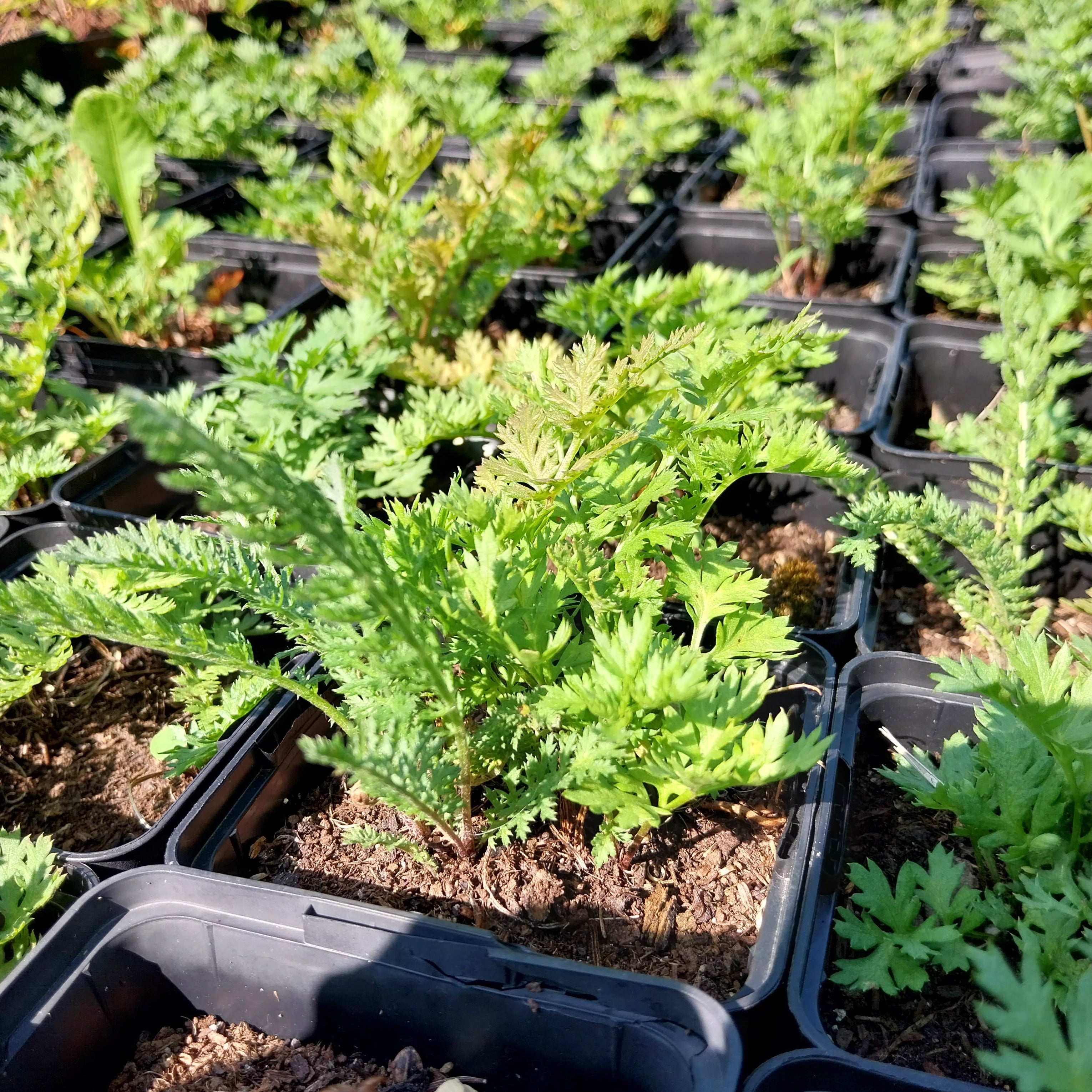 Tanacetum coccineum ‘Robinsons Rosa’