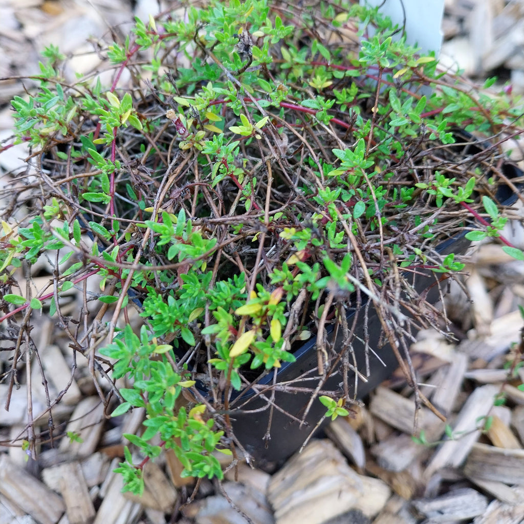 Thymus herba-barona var. citriodora