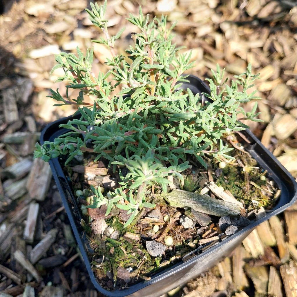 Thymus longiflorus  Langblütiger Thymian