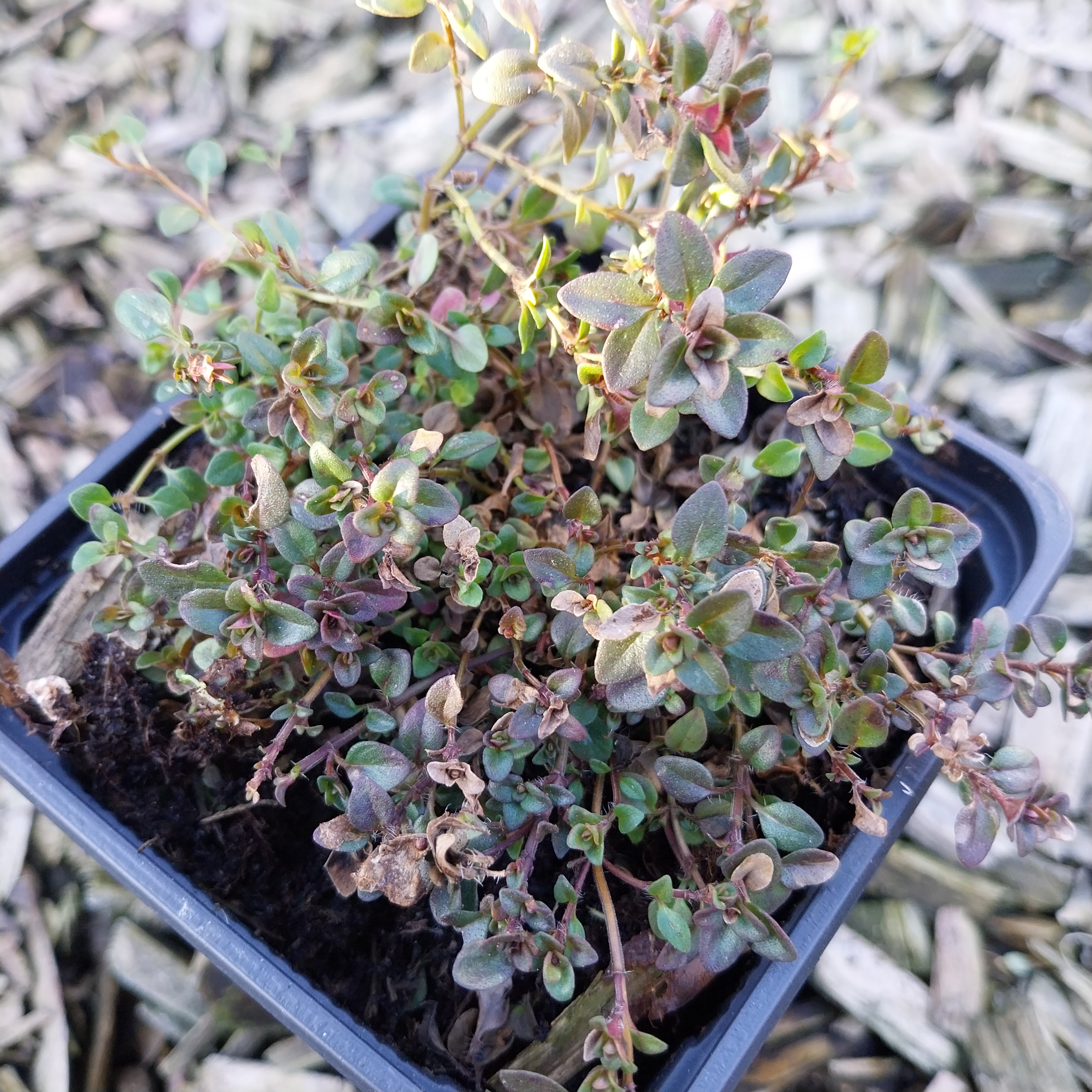 Thymus praecox Thymian im Topf 