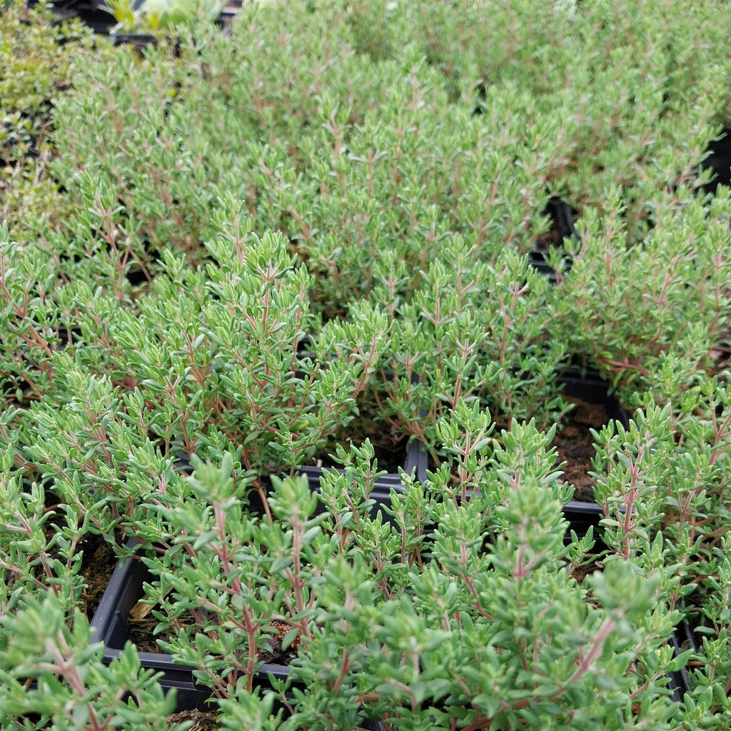 Thymus vulgaris Echter Thymian / Quendel