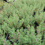 Thymus vulgaris Echter Thymian / Quendel