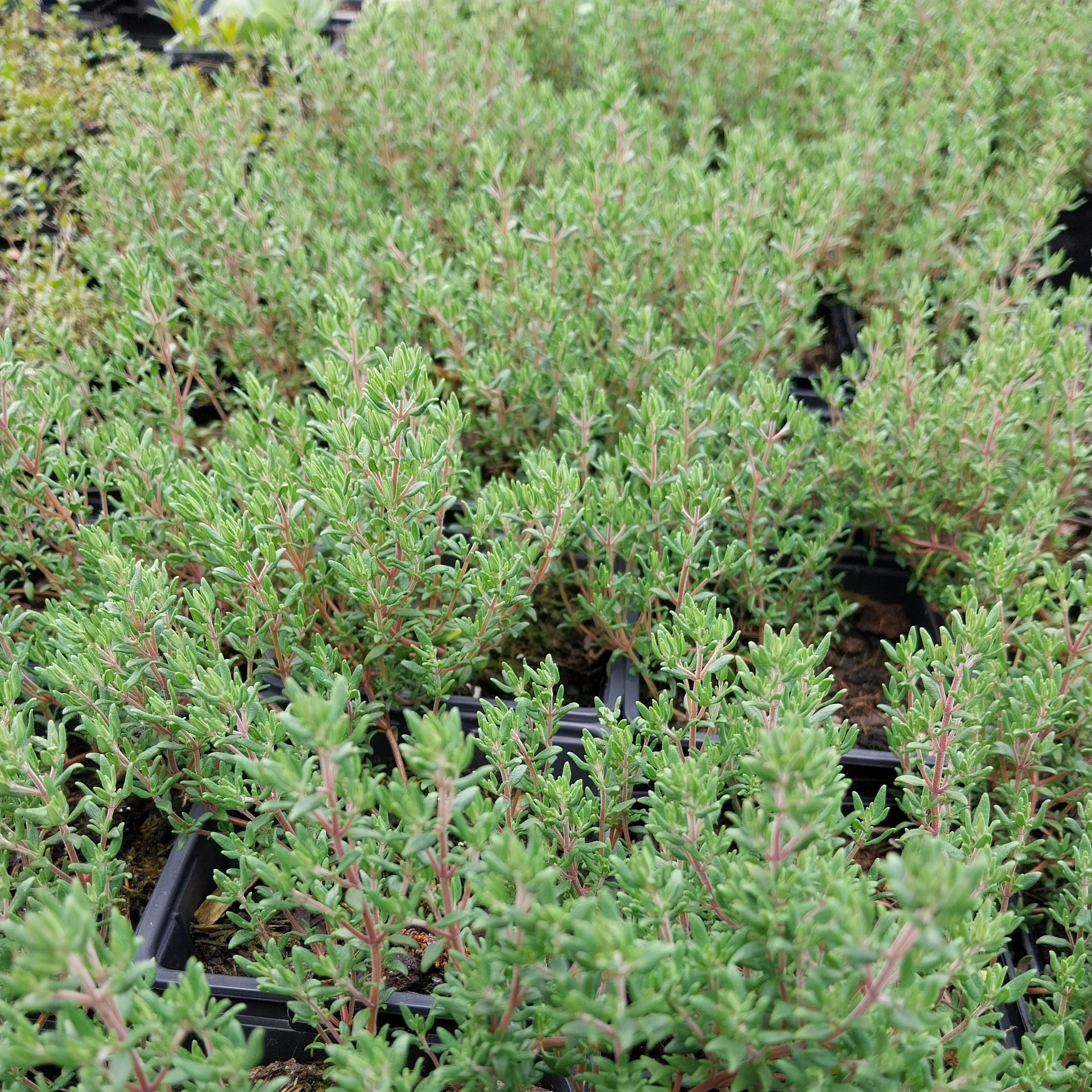 Thymus vulgaris Echter Thymian / Quendel