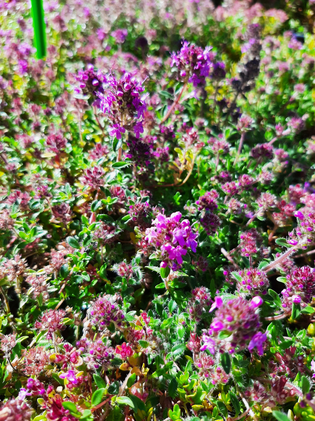 Thymus serpyllum 'Magic Carpet' Thymian