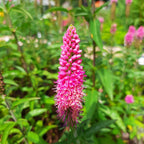 Veronica spicata 'First Love'