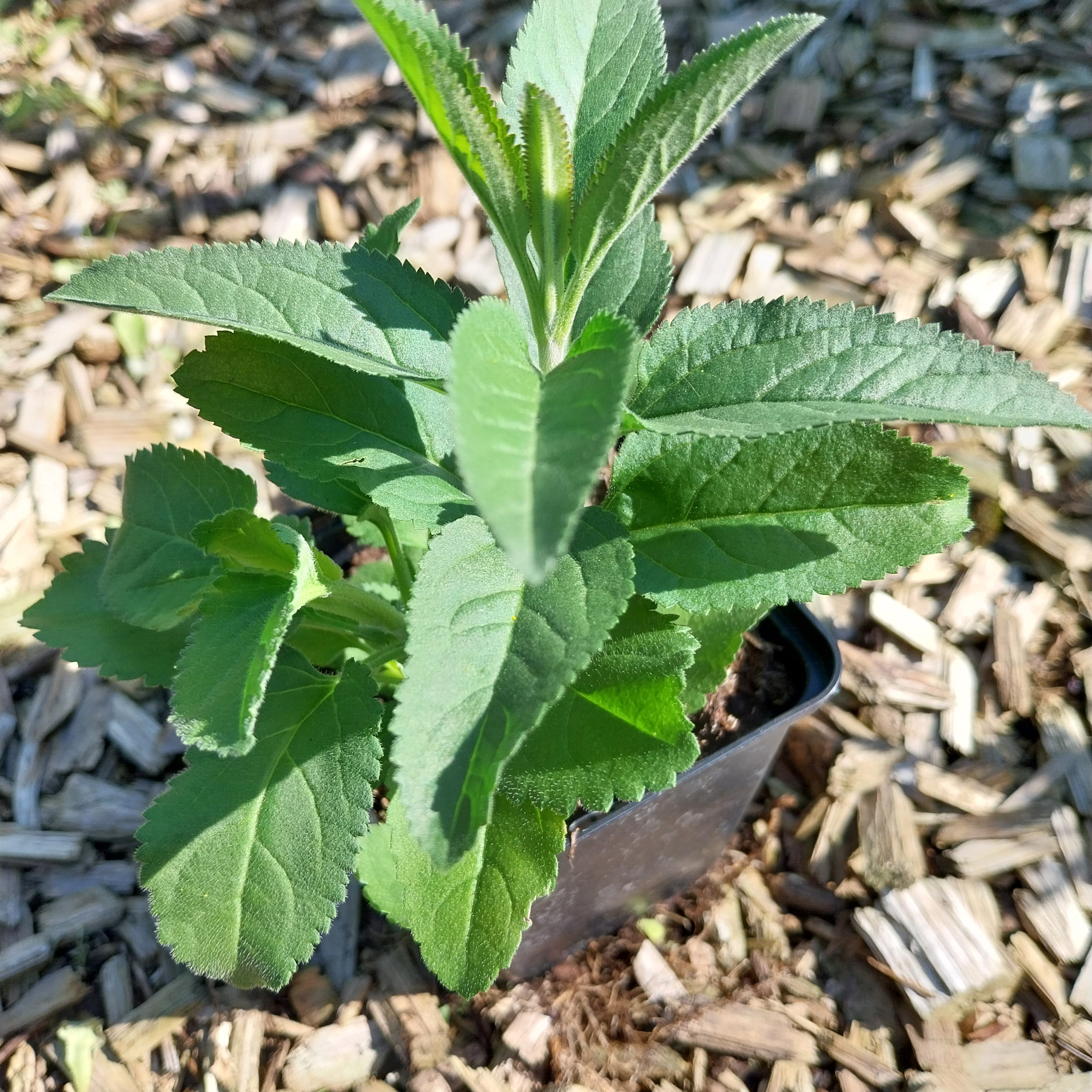 Veronica spicata Scheinähriger Ehrenpreis