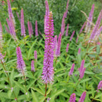 Veronicastrum virginicum 'Fascination' Kandelaberehrenpreis