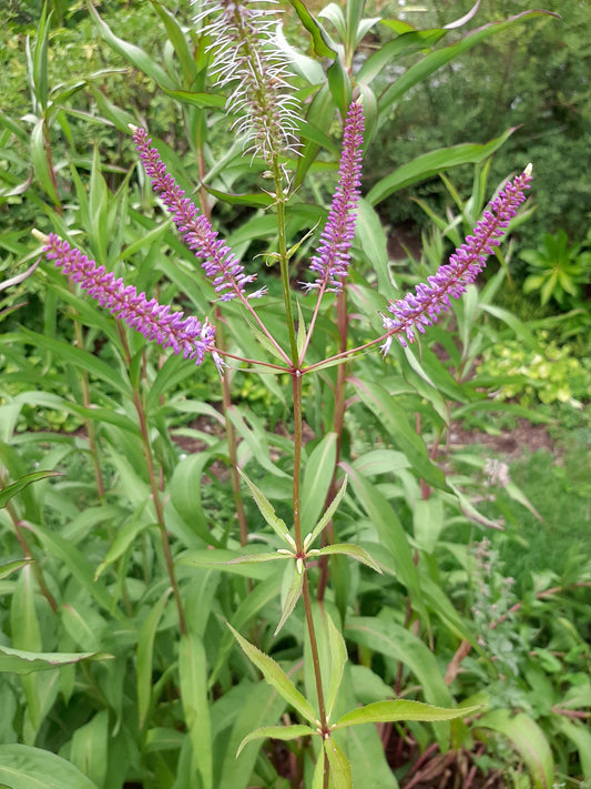 Veronicastrum virginicum 'Fascination' Kandelaberehrenpreis