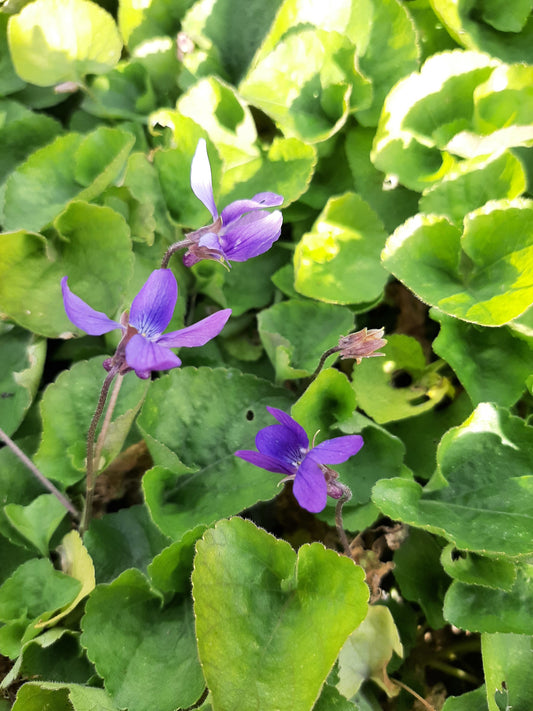 Viola odorata 'Königin Charlotte' Duft-Veilchen