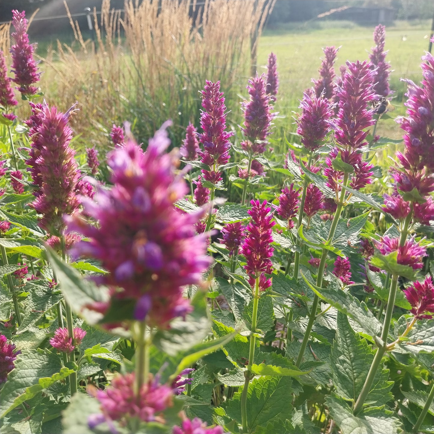 Agastache pallida (pallida x rugosa)'Globetrotter' Duftnessel