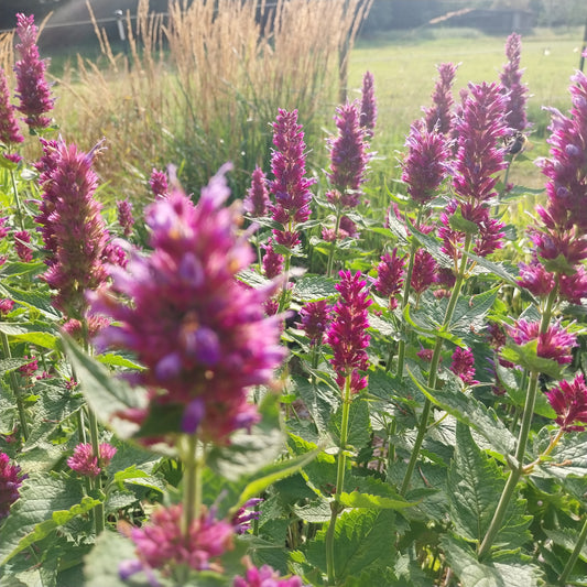 Agastache pallida (pallida x rugosa)'Globetrotter' Duftnessel