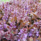 Ajuga reptans 'Black Scallop' ® Kriechender Günsel