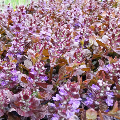 Ajuga reptans 'Black Scallop' ® Kriechender Günsel
