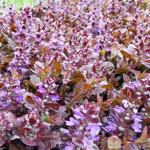 Ajuga reptans 'Black Scallop' ® Kriechender Günsel