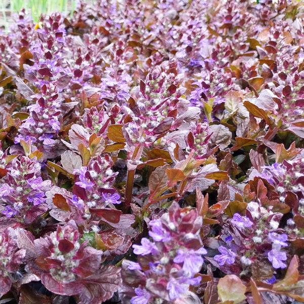 Ajuga reptans 'Black Scallop' ® Kriechender Günsel