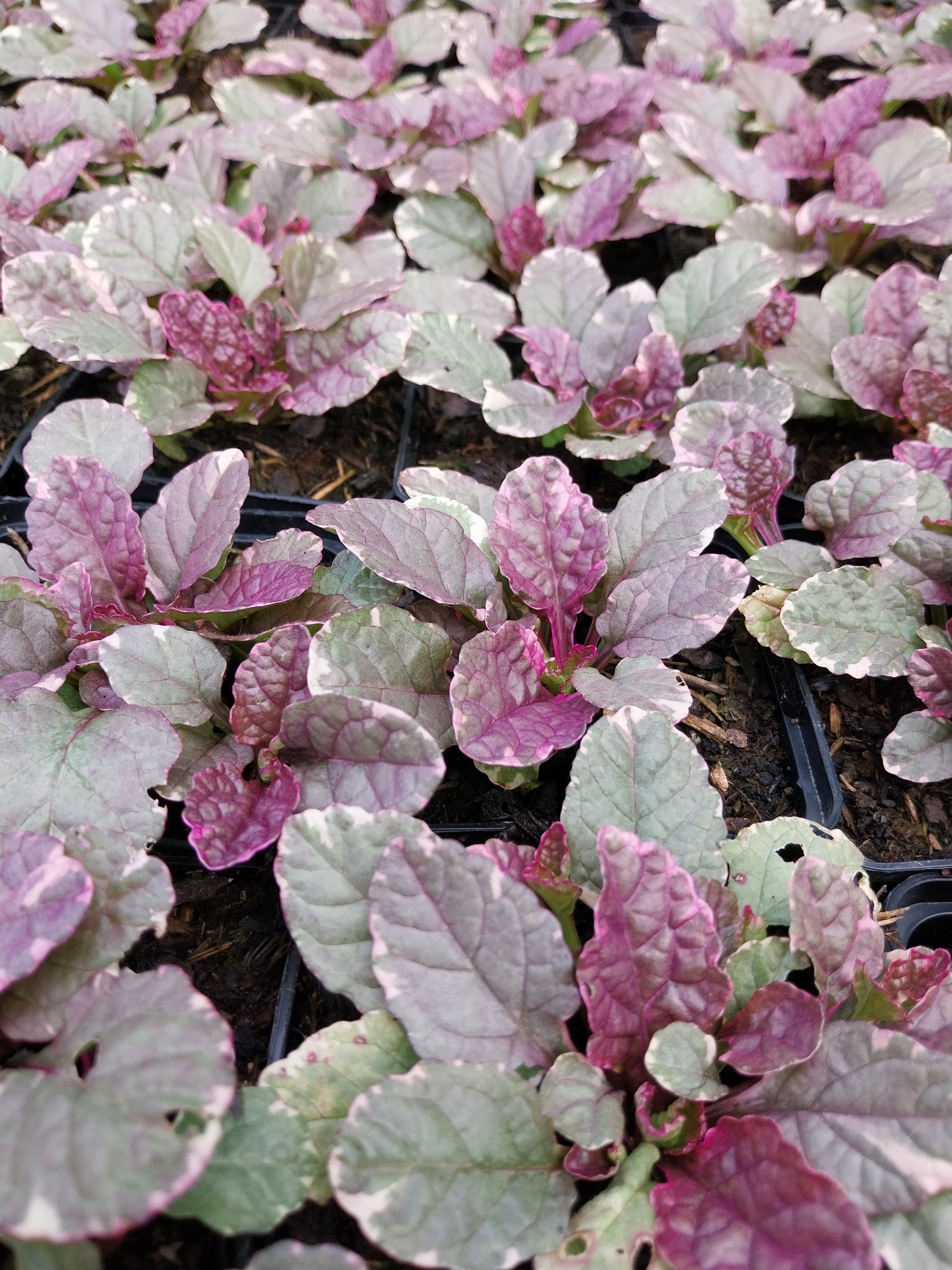 Ajuga reptans 'Burgundy Glow' Mehrfarbiger Günsel ohne Blüte