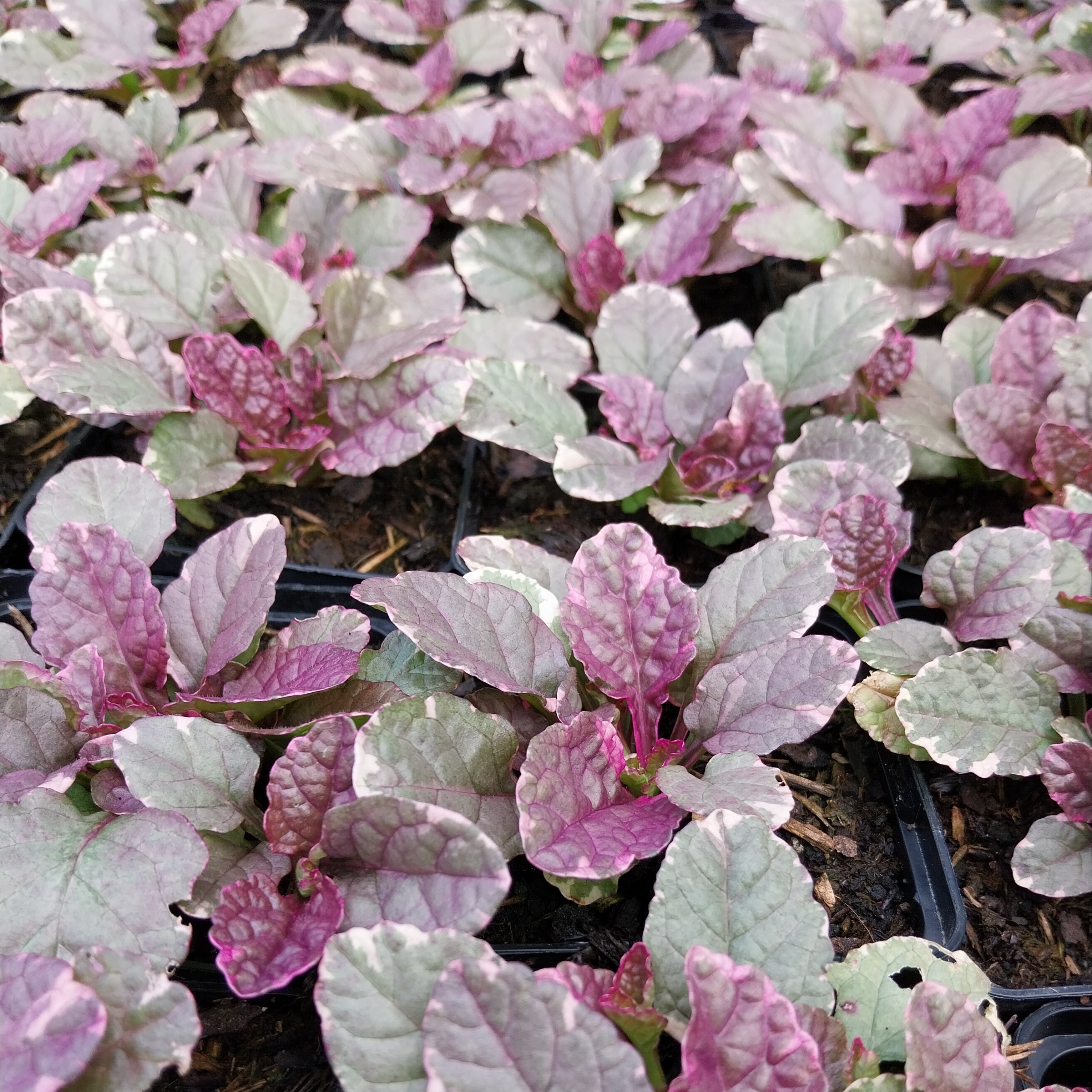 Ajuga reptans 'Burgundy Glow' Mehrfarbiger Günsel ohne Blüte