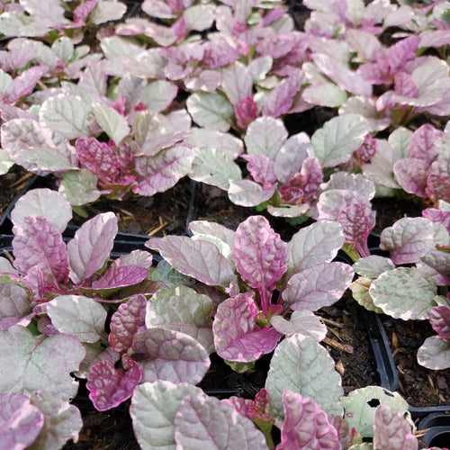 Ajuga reptans 'Burgundy Glow' Mehrfarbiger Günsel ohne Blüte