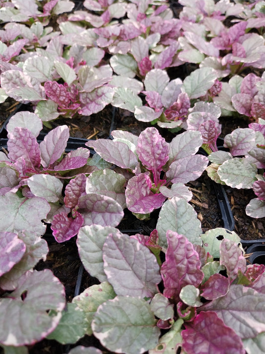 Ajuga reptans 'Burgundy Glow' Mehrfarbiger Günsel ohne Blüte