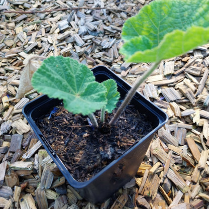 Alcea rosea Stockrose, Stockmalve