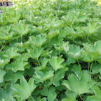 Alchemilla sericata 'Gold Strike' Seidiger Frauenmantel
