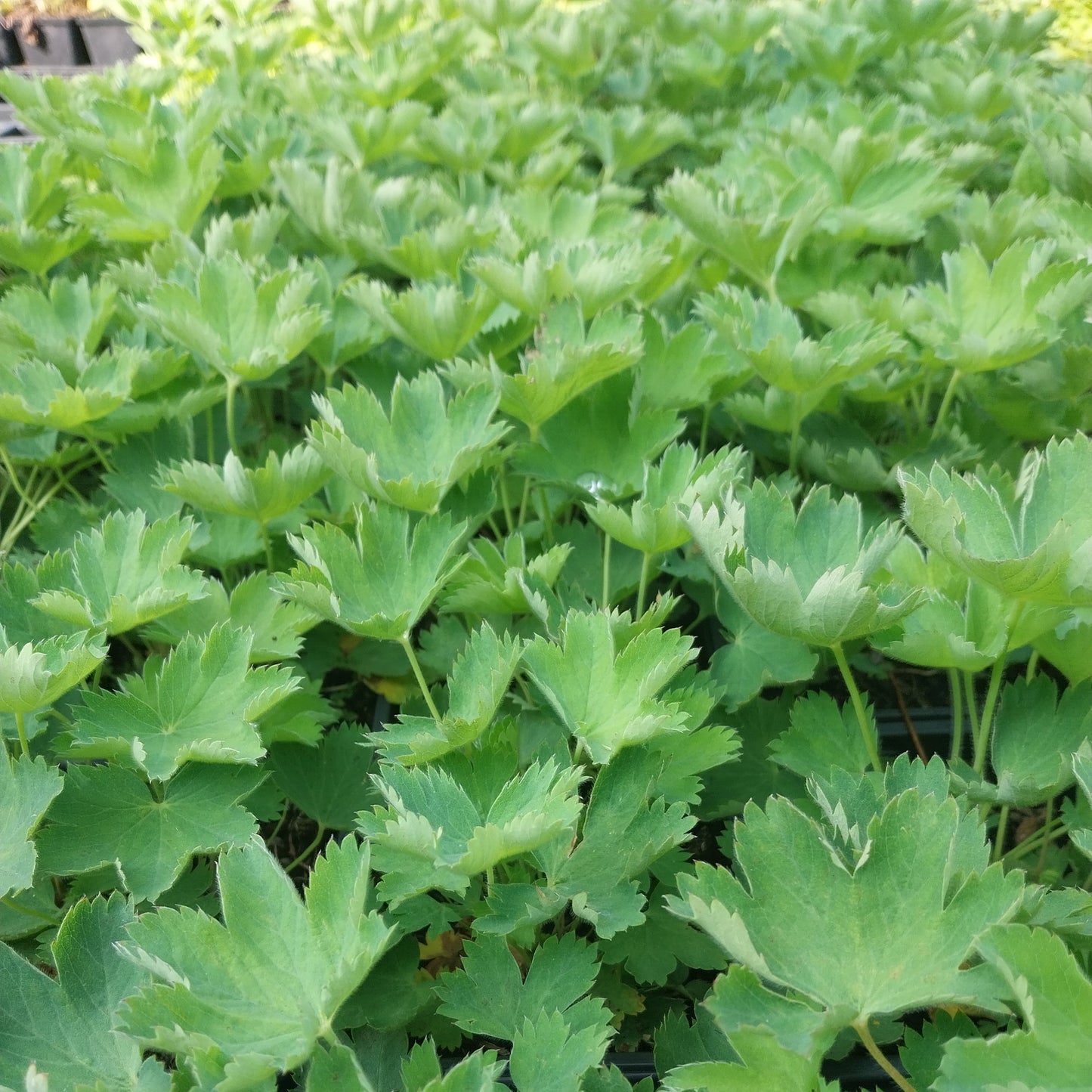 Alchemilla sericata 'Gold Strike' Seidiger Frauenmantel