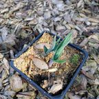 Allium obliquum im Topf