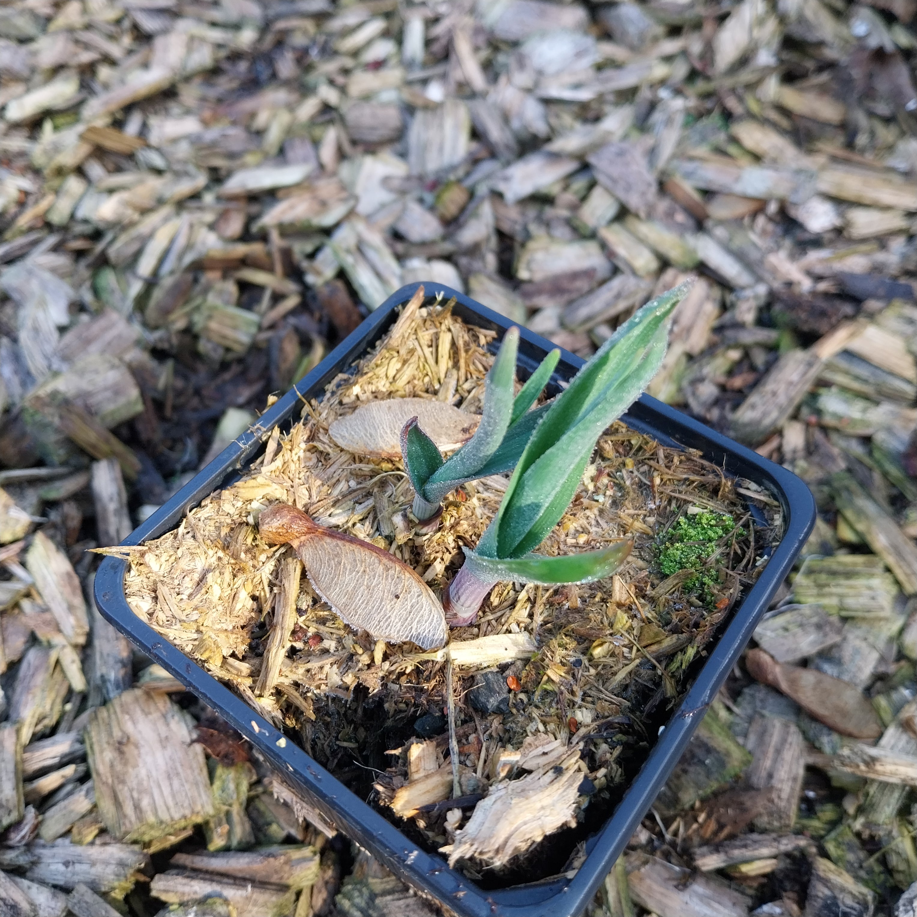 Allium obliquum im Topf