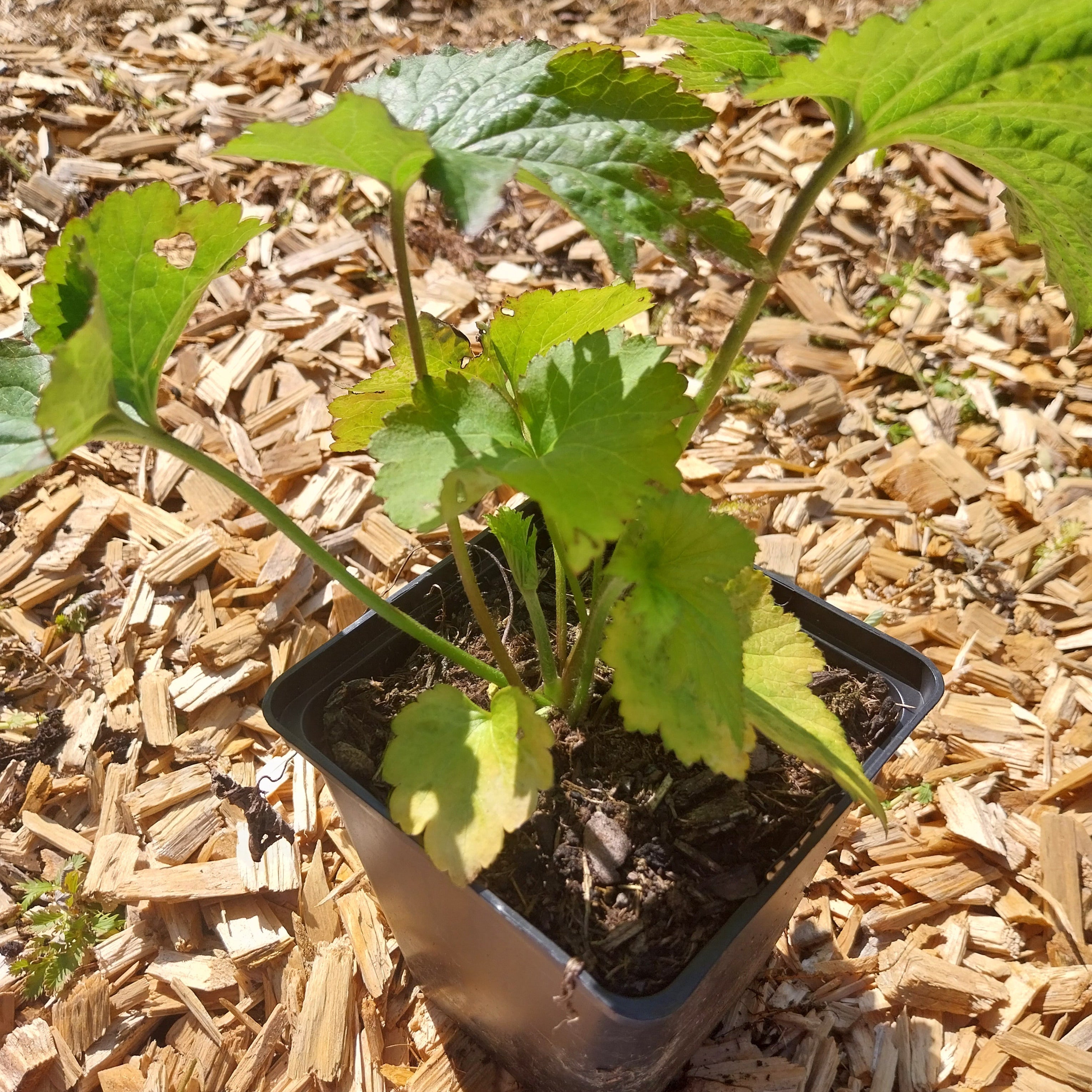 Anemone japonica 'Honorine Jobert' Herbst-Anemone