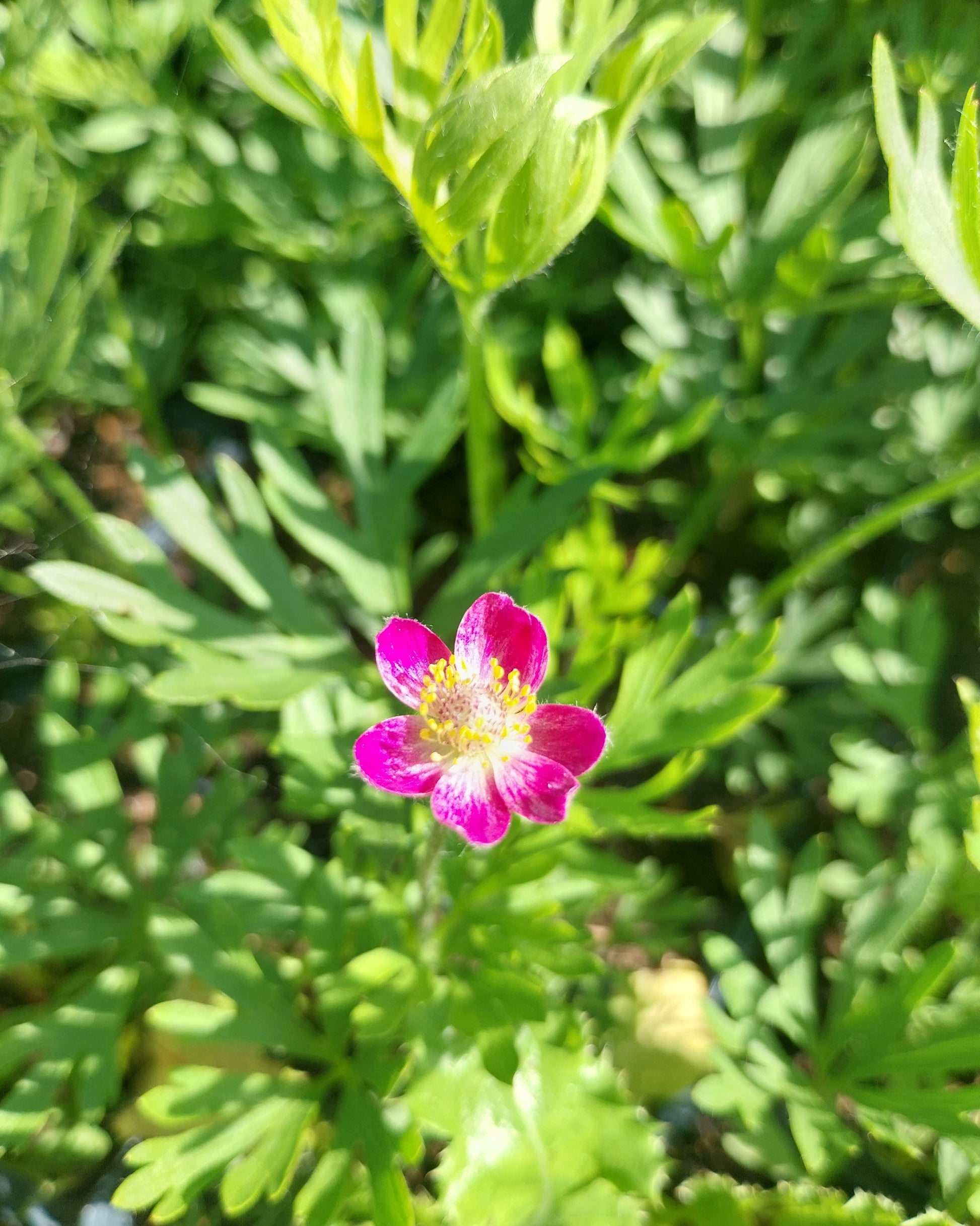 Anemone multifida 'Rubra' Frühsommer Windröschen in Blüte