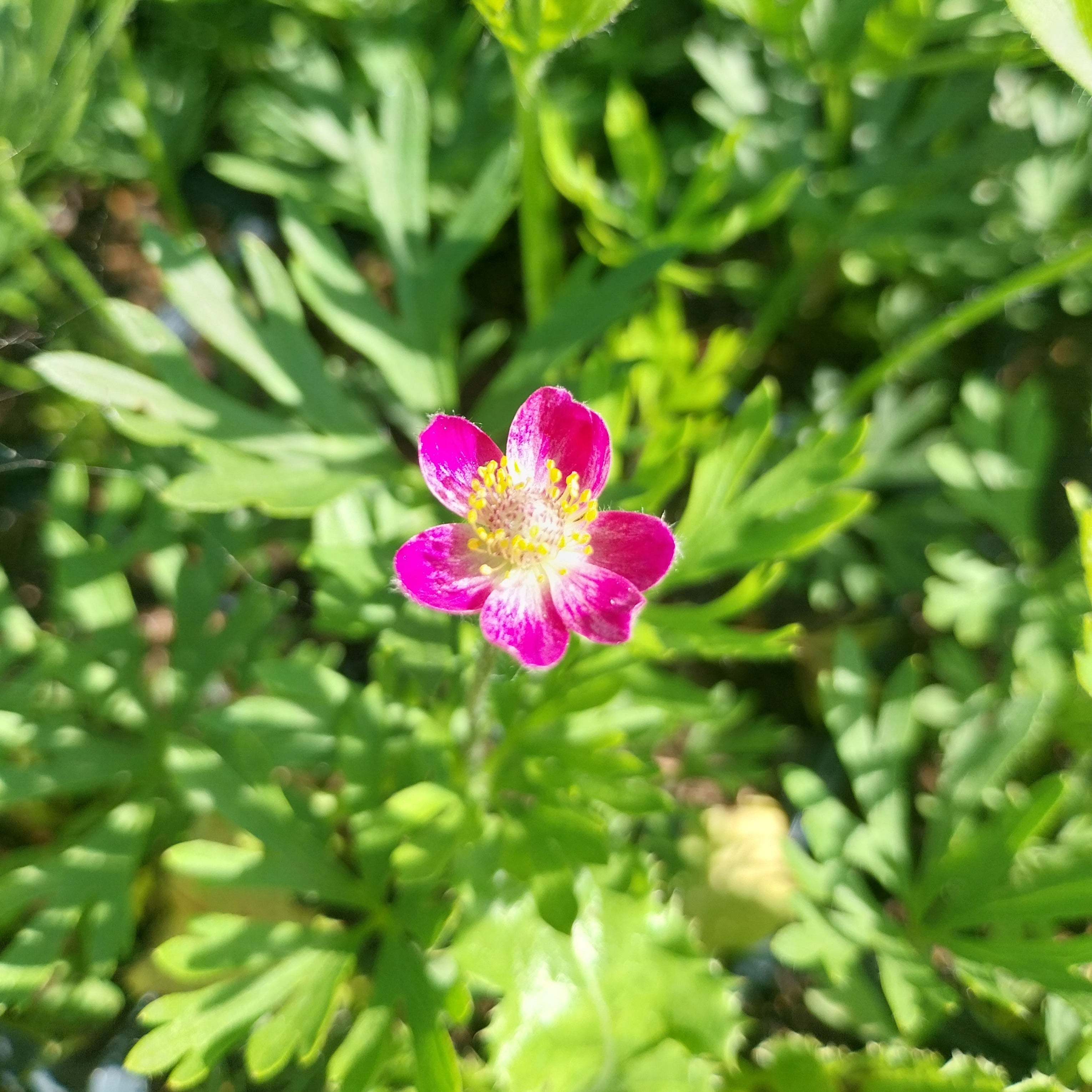 Anemone multifida 'Rubra' Frühsommer Windröschen in Blüte