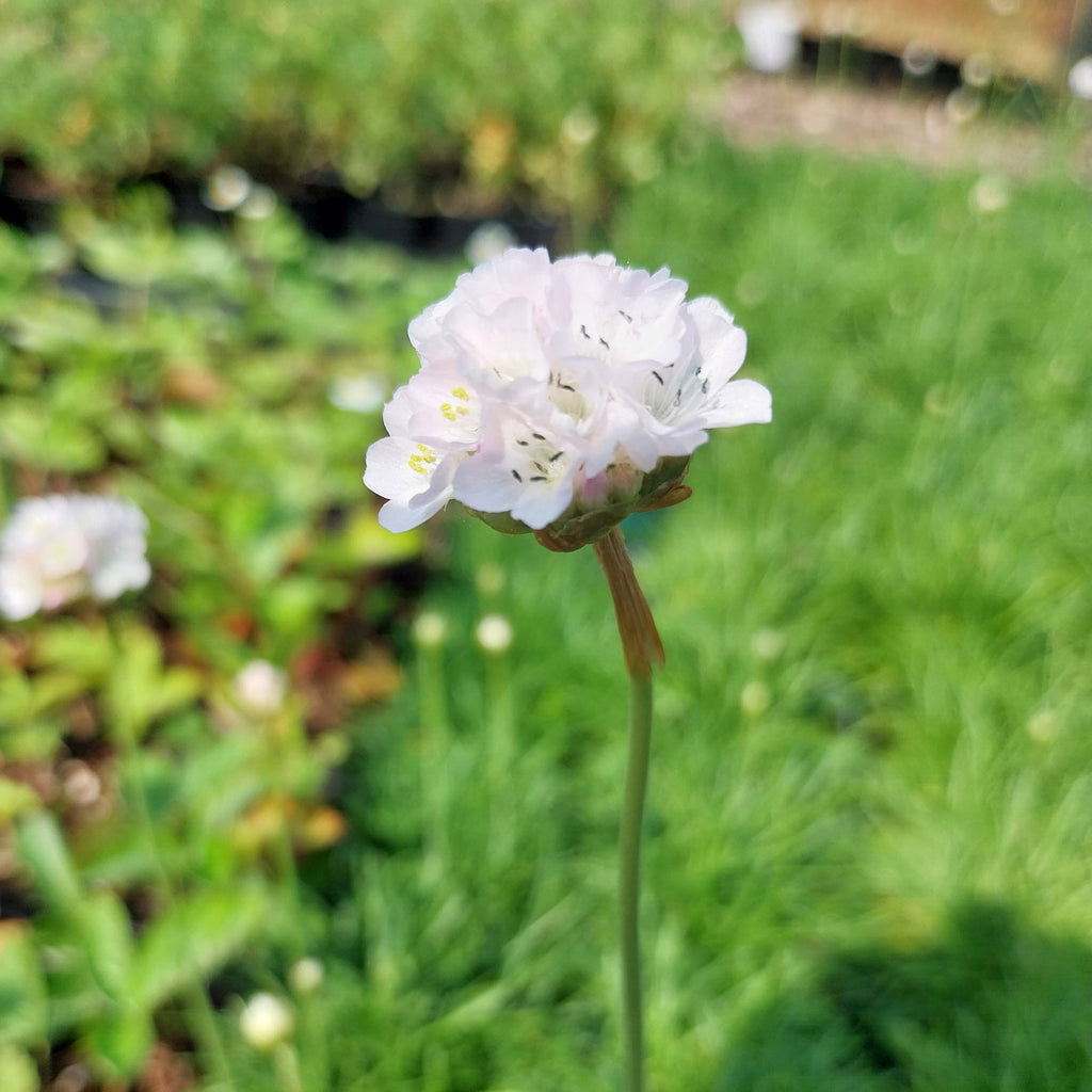 Armeria maritima 'Alba' Grasnelke mit Blüte