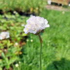 Armeria maritima 'Alba' Grasnelke mit Blüte
