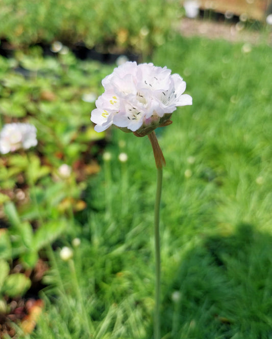 Armeria maritima 'Alba' Grasnelke mit Blüte