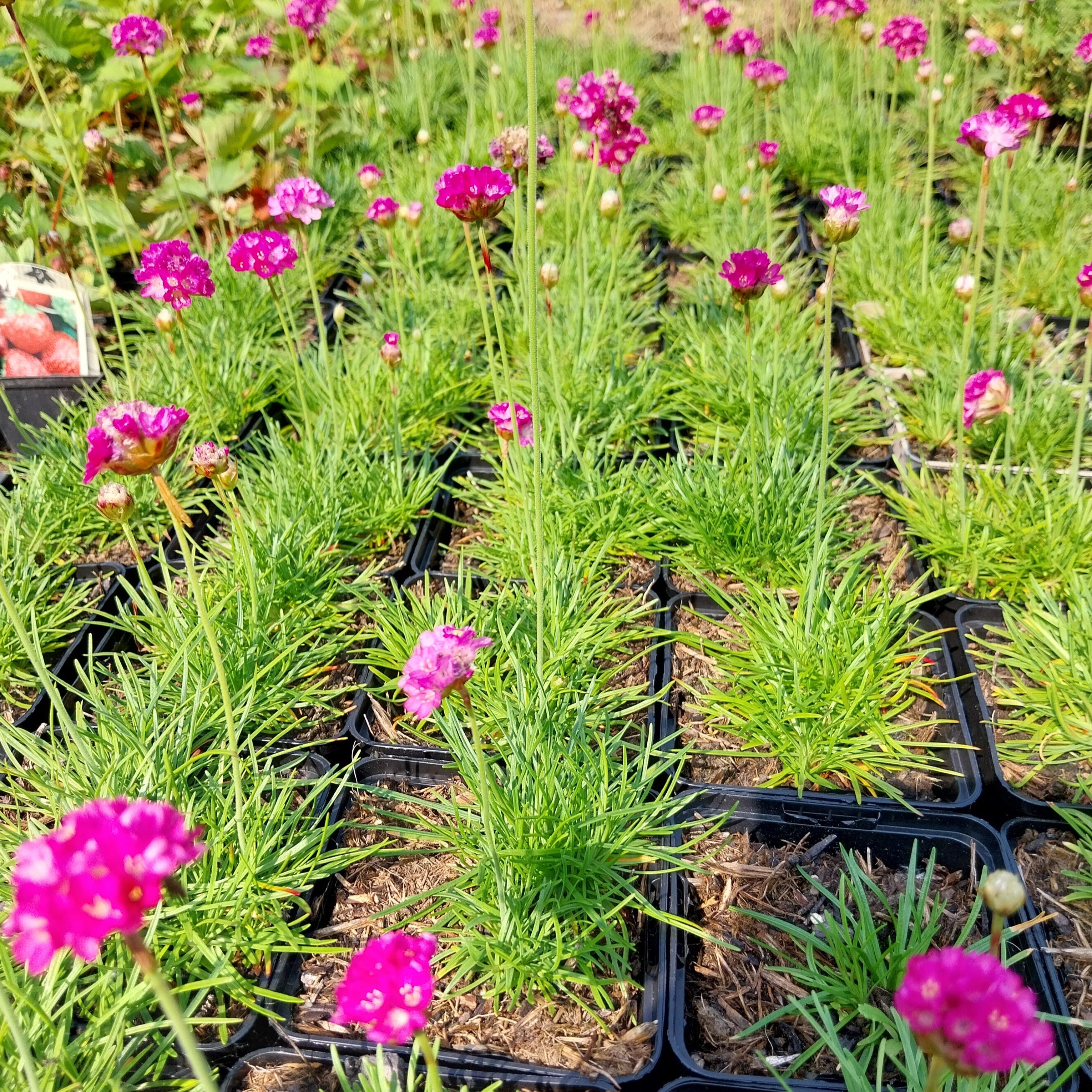 Armeria maritima 'Splendens' Grasnelke mit Büte