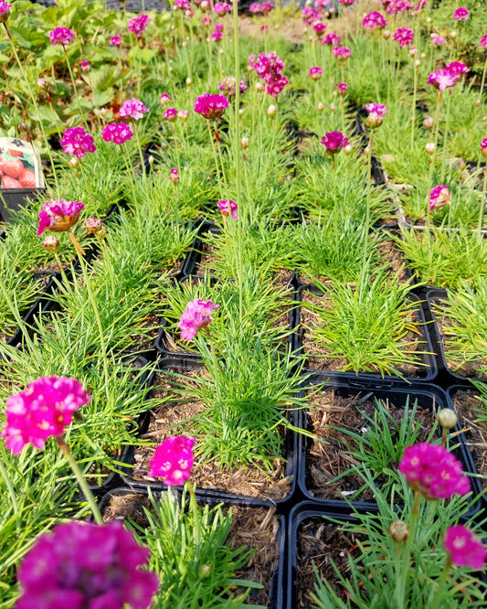 Armeria maritima 'Splendens' Grasnelke mit Büte