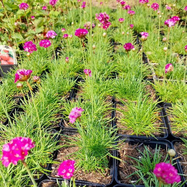 Armeria maritima 'Splendens' Grasnelke mit Büte